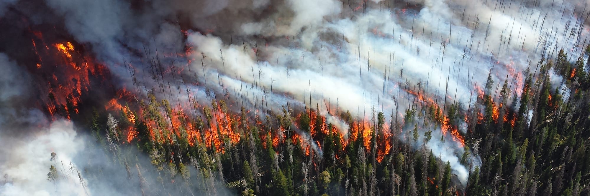 Dense smoke and flames rise from a large forest wildfire, viewed from above.