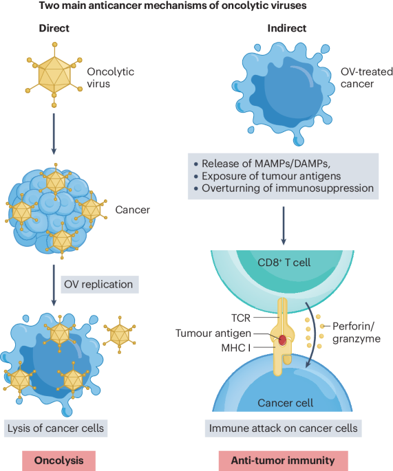 Diagram showing two anticancer mechanisms of oncolytic viruses: direct lysis of cancer cells through viral replication and indirect activation of CD8+ T cells that trigger anti-tumor immunity.