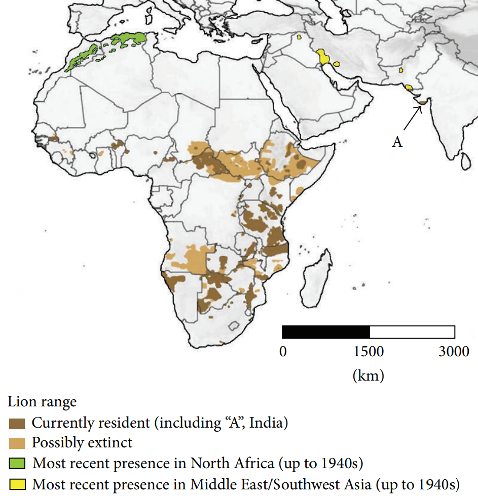 A map of Africa, the Middle East, and parts of South Asia showing current and historical distribution of lions. Regions are shaded to indicate current presence, possible extinction, and last known presence in the 1940s.