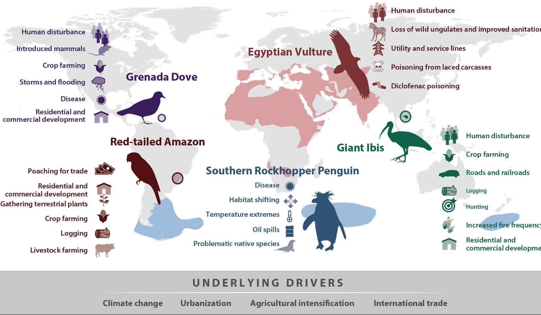 Infographic world map showing threats to five endangered bird species