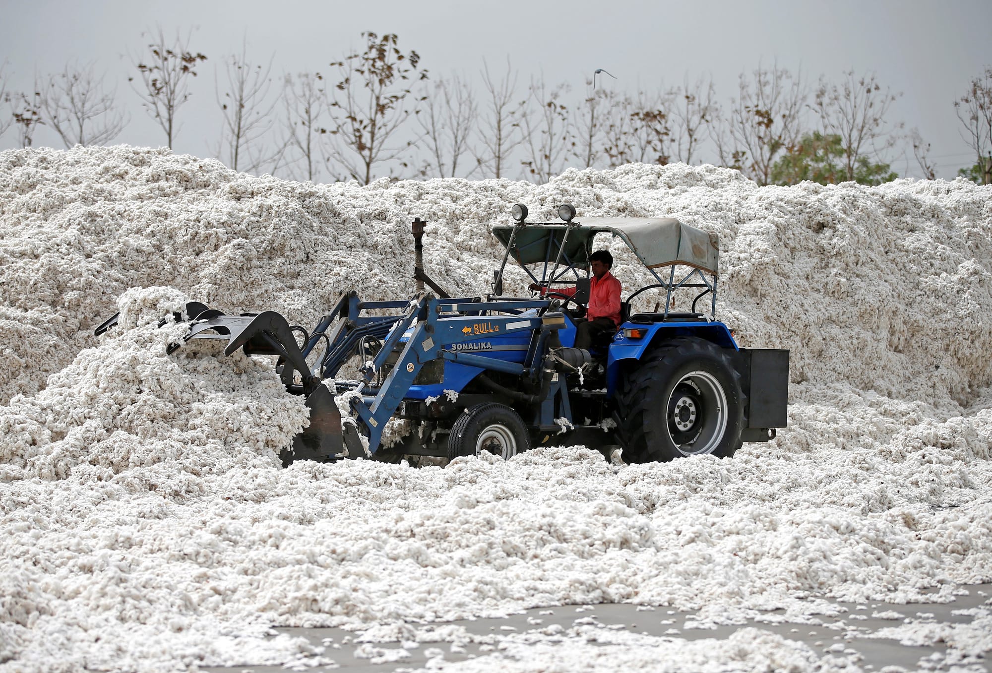 A farmer drives a blue tractor to move massive piles of harvested cotton at a cotton processing site in India.