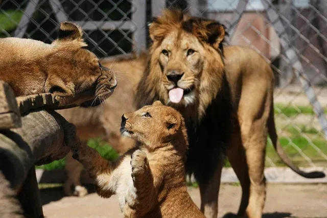 A Barbary lion cub reaches up playfully to touch an adult lioness, while a male lion watches behind them in a zoo enclosure.