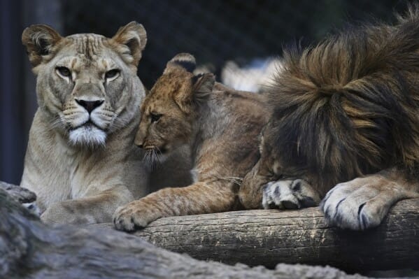 A lioness, a cub, and a male lion resting together on a wooden platform inside an enclosure. The cub nuzzles the lioness while the male lion rests his head on his paw.