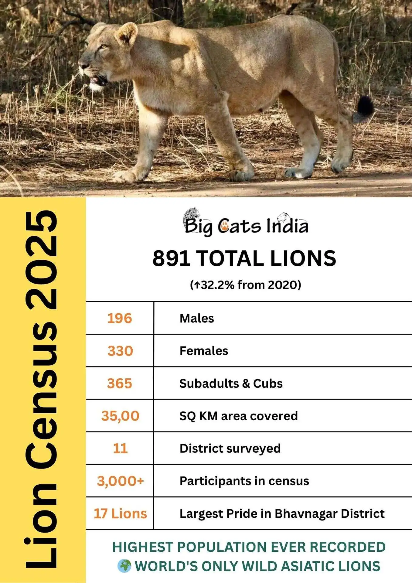 Infographic of the 2025 Asiatic lion census results showing 891 lions in total: 196 males, 330 females, and 365 subadults/cubs.