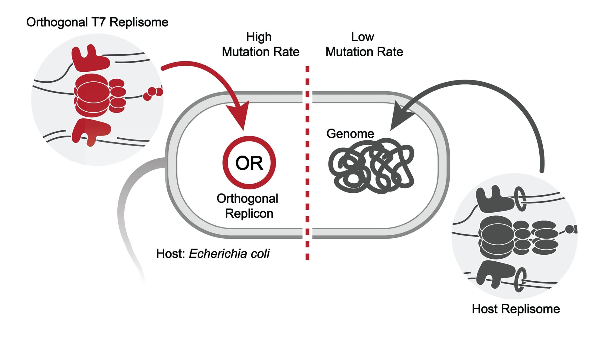 Diagram illustrating the Orthogonal T7 Replisome system in E. coli, showing high mutation rate in orthogonal replicon and low mutation rate in host genome.