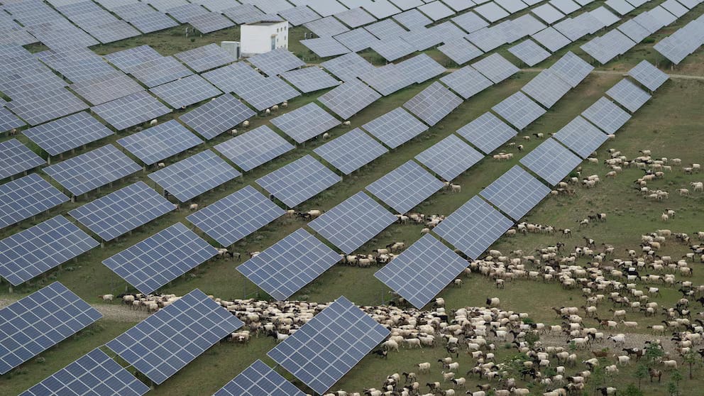 Sheep grazing among rows of solar panels at a large solar farm in China, illustrating coexistence of renewable energy production and agriculture.