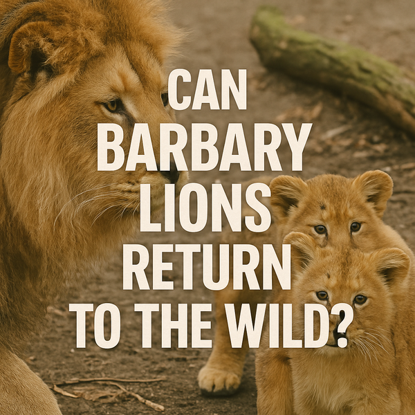 Image of an adult Barbary lion and two cubs in a natural zoo-like habitat with earthy tones.