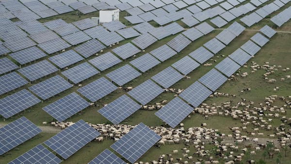 Sheep grazing among rows of solar panels at a large solar farm in China, illustrating coexistence of renewable energy production and agriculture.